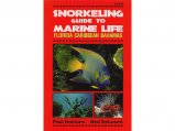 Snorkeling Guide To Marine Life