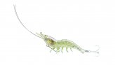 Lure, Shrimp 3-1/2″ 3/8oz #8 #6 Hook Grass
