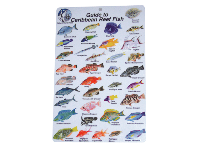 Guide, Caribbean Reef Fish ID Card - Budget Marine